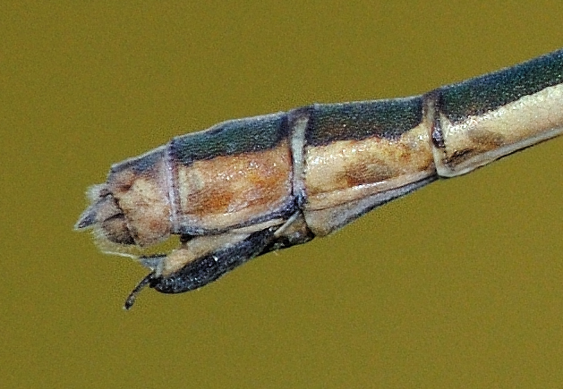 Lestes sponsa femmina